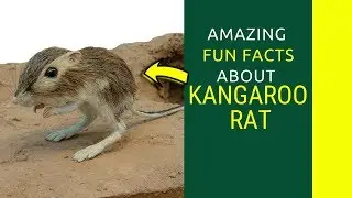 7 Things Everyone Knows About kangaroo rat facts for kids That You Don't  Amazing Facts about the Ka