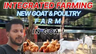 New Elevated Goat Farm |  New Goat Farm Shed | Integrated Farming @CotaEcoFarm 
