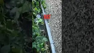 #generalpestcontrol #pestcontrol #ratcontrol #pestcontroltips