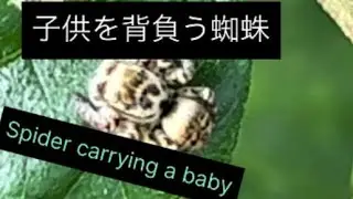 Spider carrying a baby(子供を背負う蜘蛛)