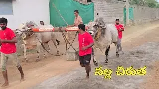 Kasanneni Raja Chowdary Gari Upcoming New category Bulls beta video