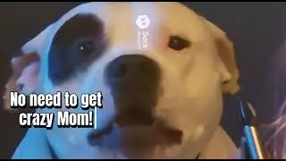 Boomer vs Nail clippers #funny #fun #dog #doglover