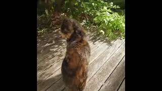 Gaussian Splatting with high rate burst with a cat (W. Mittens), late afternoon, Xperia 1 (II)