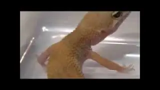 Leopard Gecko Update! SHTCT Juvenile