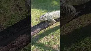 Green Iguana Pip Getting Some Heat!