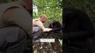 32 seconds video made me cry 😢❤️ #unconditionallove #chimpanzee #gratitude #feedshorts #shorts