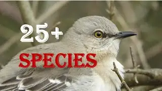 Northern Mockingbird Mimics over 25 bird species!