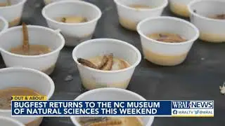 Bugfest returns to the NC Museum of Natural Sciences this weekend