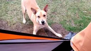 Wake Up Lazy Bone, Come Out and Play! Carolina dog, American dingo,