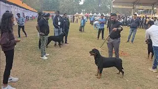 Just a regular day and dog show at BBSR.