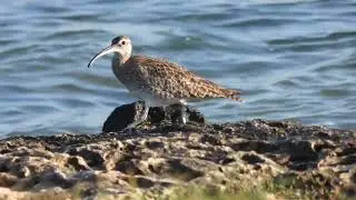 Chiurlo piccolo, Whimbrel (Numenius phaeopus)