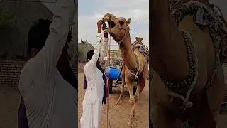 Wow 😲 Owner with camel attack Owner Hand 😯 #attack #animals