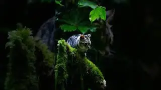 The Marbled Mystery: Rare Cat in the Rainforest Shadows