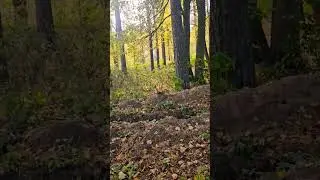 Красота вокруг нас только присмотритесь #Russian #discover #nature #squirrel #cute #nice #лес #парк