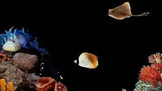 Windows 98 - Underwater screen saver