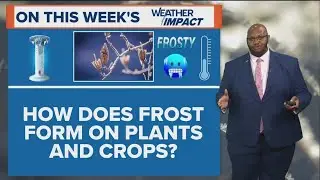 How does frost form on plants and crops? | WTOL Weather Impact