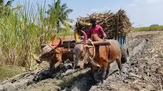 Bullockcart stunt videos | Bullo ploughing video | cow videos | Bullockcart heavy load paddy field