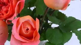 Orange Garden Roses - Garden Rose Rene Goscinny