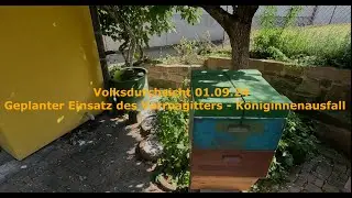 Volksdurchsicht 01.09.24 - Geplanter Einsatz des Varroagitters  - Königinnenausfall