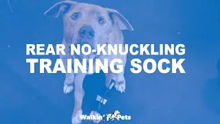 Rear No-Knuckling Training Sock for Pets!