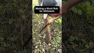 How to make a mock rub for whitetail deer. #bowhunting