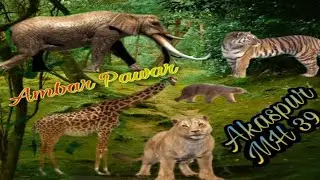 Adivasi Tik Tok Jungal wala video Ambar pawar video