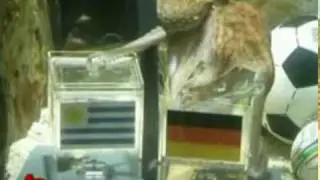 Paul The Octopus   Prediction 7 World Cup 2010   Germany V Uruguay