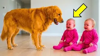 Les Jumelles Étaient Identiques — Le Chien A Choisi L'Une D'Elles Et Lui A Sauvé La Vie !!