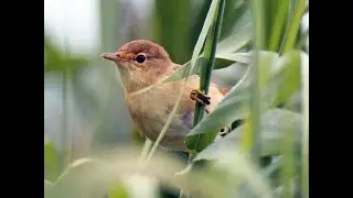 Marsh Warbler - Acrocephalus Palustris