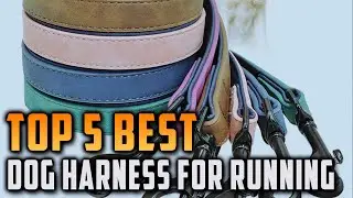 Top 5 Best Dog Harness For Running on AliExpress
