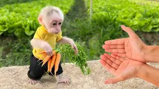 Monkey Lily helps dad harvest vegetables to cook dinner