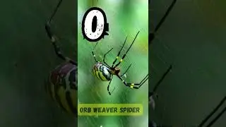 ABC Insect Phonics Song for Kids  | A to Z Bugs & Crawlers | Learn Alphabet & Sounds | UZR Learning