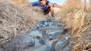 AWESOME' hand fishing in rice field doing dry water season..