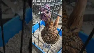 Perfect gold sebright rooster