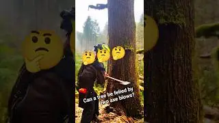Can a tree be felled by two axe blows?#fall #treefelling #tree #trees #woodcutting #shortsfeed