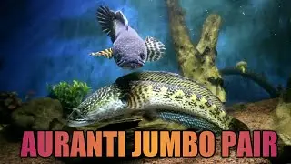 CHANNA AURANTI JUMBO--PERTAMA DATANG HAMPIR MATI MALAH JADI PAIR DI SANSAN.TV