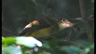 Tropical Royal Flycatcher (Onychorhynchus coronatus), Eating a Dragonfly Tikal. Guatemala