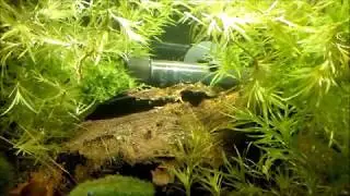 Zucht des Zwergkärpflings Heterandria formosa