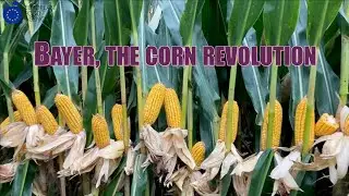 Bayer, the corn revolution