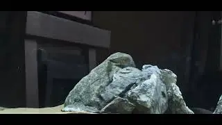 Tropheus Ikola doesn't appreciate Eretmodus cyanostictus trying to spawn using his rock