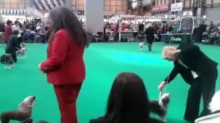 limit dog crufts   2014