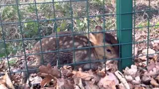 Baby Chinese Water Deer in Ampthill, UK