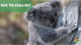 National Save the Koala Day!