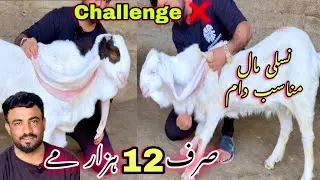 Wali Kareem Goat Farm Heavy Quality bakra Le Aya 😍 || Qurbani 2025 || Bakra Mandi || Goats