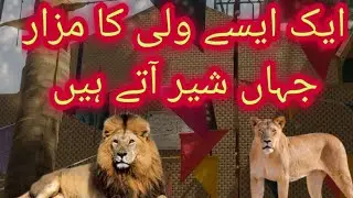 Lion At Dargah | Sher Ki Hazri Wala Mazar | Shero Ki Hazri Wala Mazar | Shairo Ki Hazri Wala Mazar