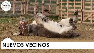 Un nuevo corral - Marcilla de Campos