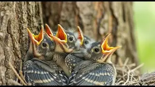 Baby Birds Grow Up So Fast !
