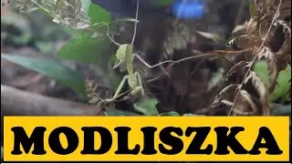 Największy Drapieżnik w Paliudarium wielogatunkowym #7 - Modliszka, larwy