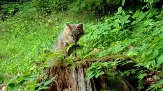 The Gray Fox and The Red Strawberries