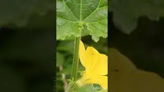 How To Prevent Thrips Attack On Vegetable/ Identification and Treatment